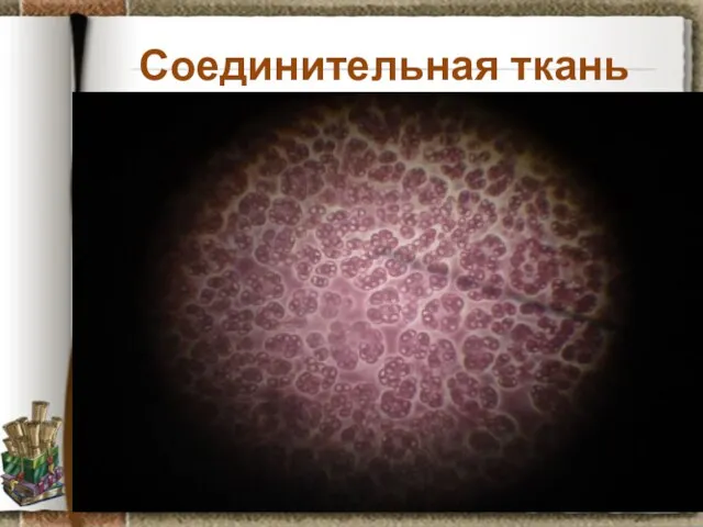 Соединительная ткань Задание: рассмотрите препарат крови лягушки, установите черты отличия от предыдущего