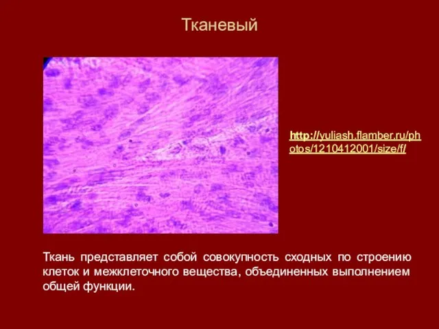 Тканевый Ткань представляет собой совокупность сходных по строению клеток и межклеточного вещества,