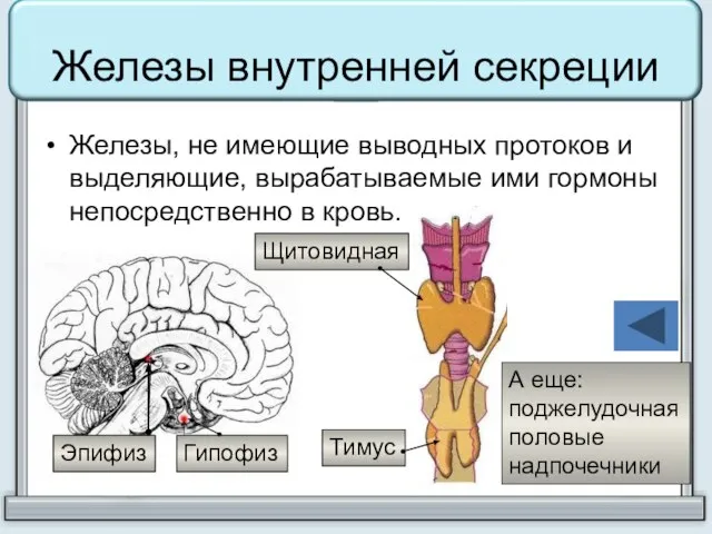 Железы внутренней секреции Железы, не имеющие выводных протоков и выделяющие, вырабатываемые ими