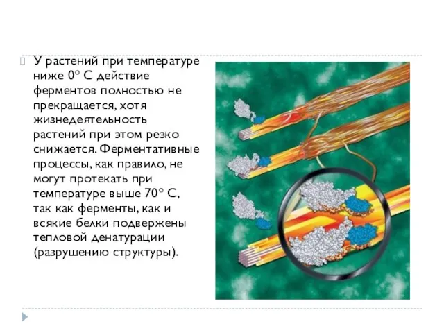 У растений при температуре ниже 0o С действие ферментов полностью не прекращается,