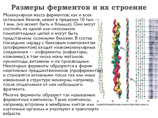 Размеры ферментов и их строение Молекулярная масса ферментов, как и всех остальных