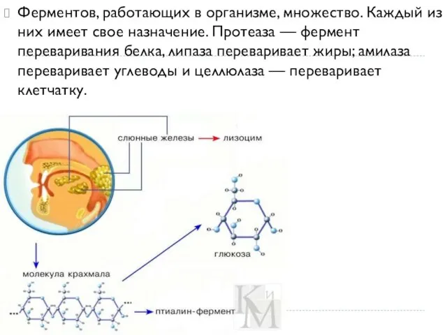 Ферментов, работающих в организме, множество. Каждый из них имеет свое назначение. Протеаза