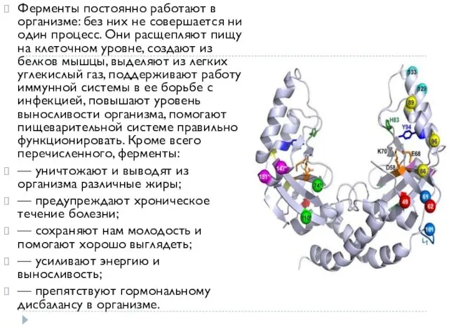 Ферменты постоянно работают в организме: без них не совершается ни один процесс.