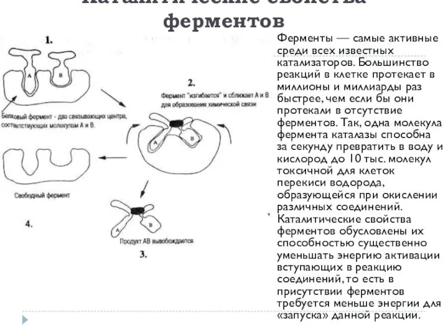 Каталитические свойства ферментов Ферменты — самые активные среди всех известных катализаторов. Большинство