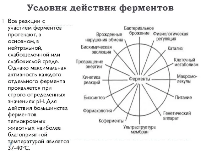 Условия действия ферментов Все реакции с участием ферментов протекают, в основном, в