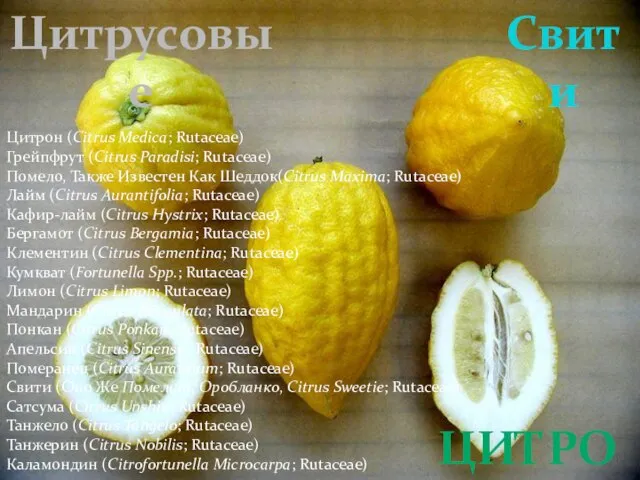 Цитрон Цитрон (Citrus Medica; Rutaceae) Грейпфрут (Citrus Paradisi; Rutaceae) Помело, Также Известен