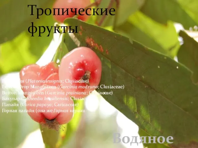 Тропические фрукты Платония (Platonia insignis; Clusiaceae) Lemon Drop Mangosteen (Garcinia madruno; Clusiaceae)