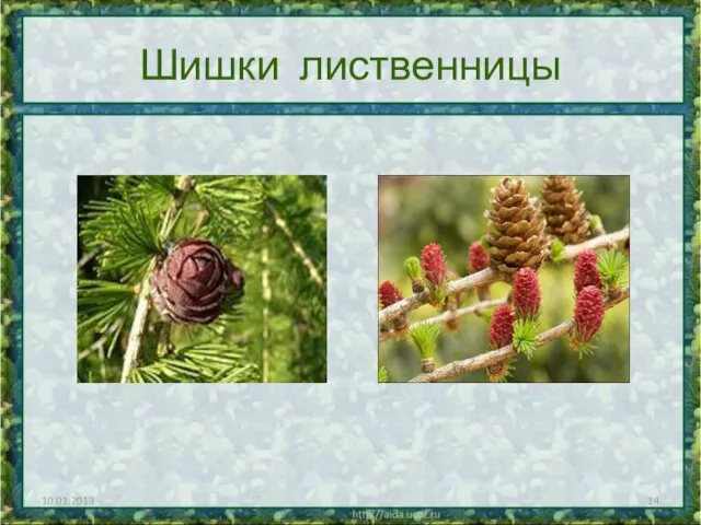 Шишки лиственницы 10.01.2013