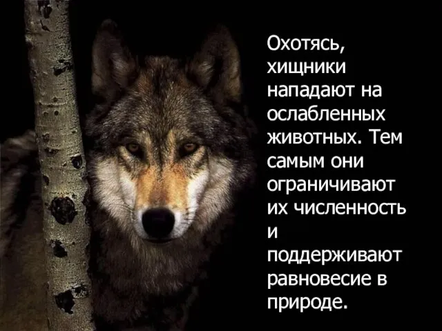 Охотясь, хищники нападают на ослабленных животных. Тем самым они ограничивают их численность