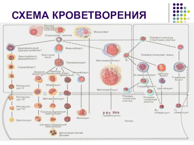 СХЕМА КРОВЕТВОРЕНИЯ