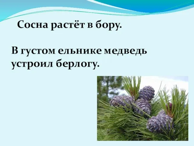 Сосна растёт в бору. В густом ельнике медведь устроил берлогу.