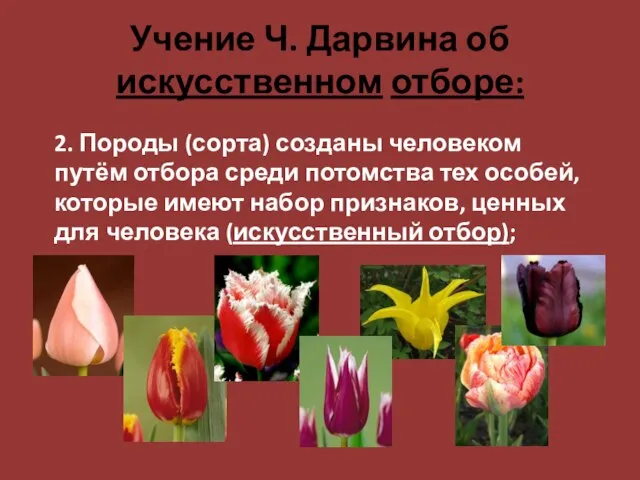 Учение Ч. Дарвина об искусственном отборе: 2. Породы (сорта) созданы человеком путём