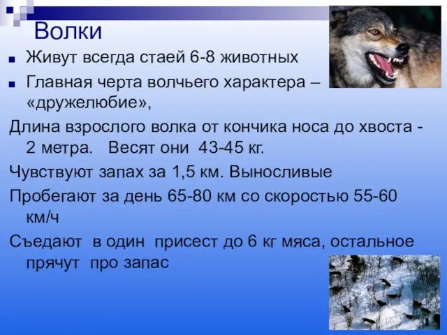 Волки Живут всегда стаей 6-8 животных Главная черта волчьего характера – «дружелюбие»,