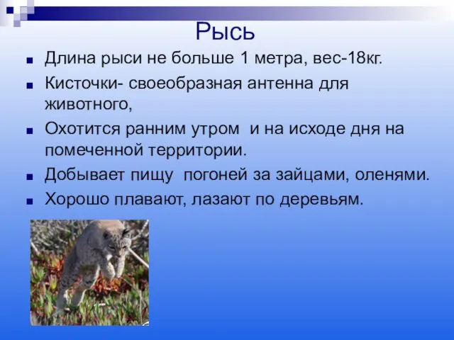 Рысь Длина рыси не больше 1 метра, вес-18кг. Кисточки- своеобразная антенна для