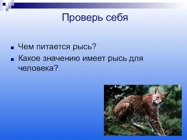 Проверь себя Чем питается рысь? Какое значению имеет рысь для человека?