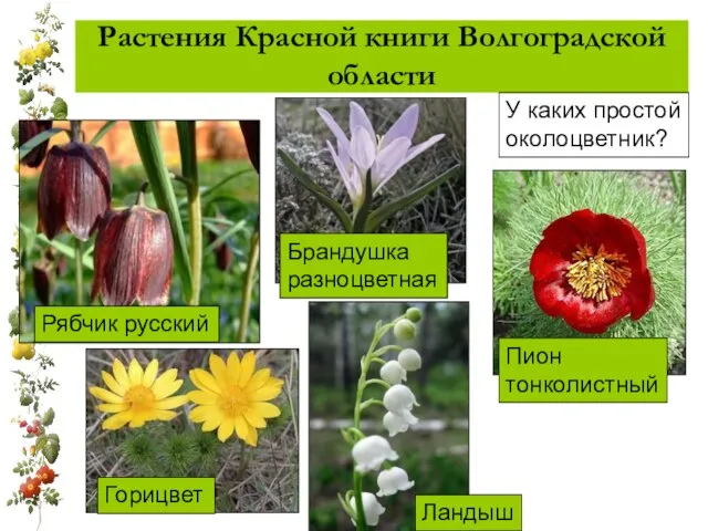 Растения Красной книги Волгоградской области У каких простой околоцветник?