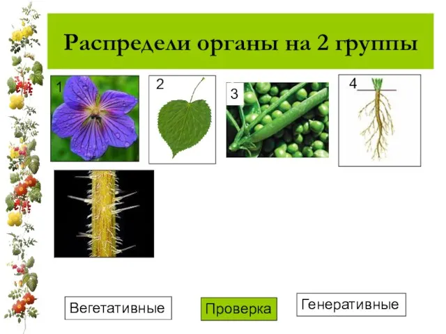 Распредели органы на 2 группы Вегетативные Генеративные Проверка