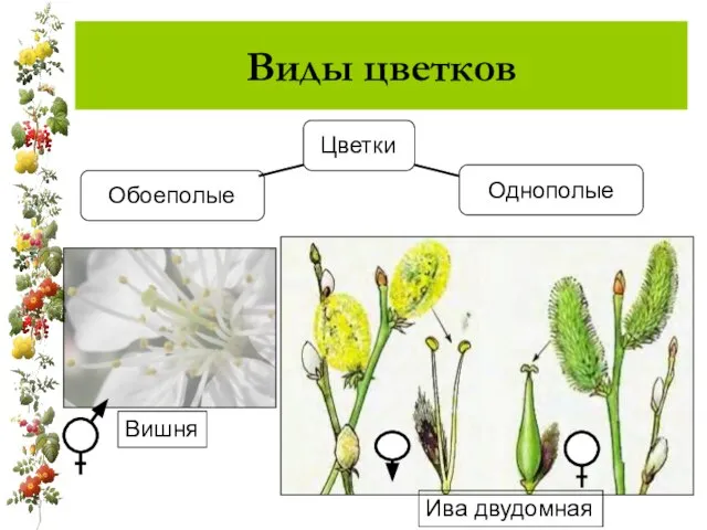 Виды цветков Однополые Ива двудомная Вишня