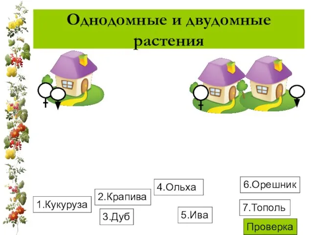 Однодомные и двудомные растения 1.Кукуруза 4.Ольха 3.Дуб 6.Орешник 2.Крапива 5.Ива 7.Тополь Проверка