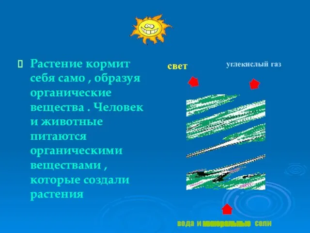 Растение кормит себя само , образуя органические вещества . Человек и животные