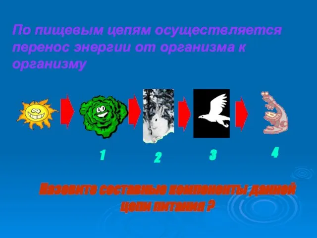 Назовите составные компоненты данной цепи питания ? По пищевым цепям осуществляется перенос