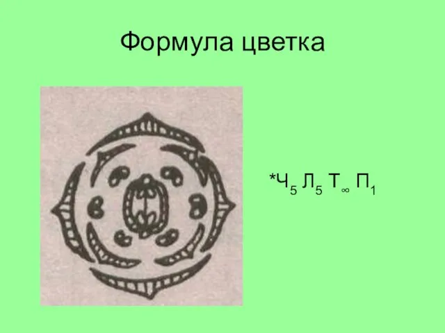 Формула цветка *Ч5 Л5 Т∞ П1