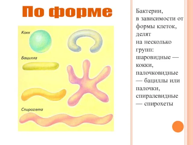 Бактерии, в зависимости от формы клеток, делят на несколько групп: шаровидные —кокки,