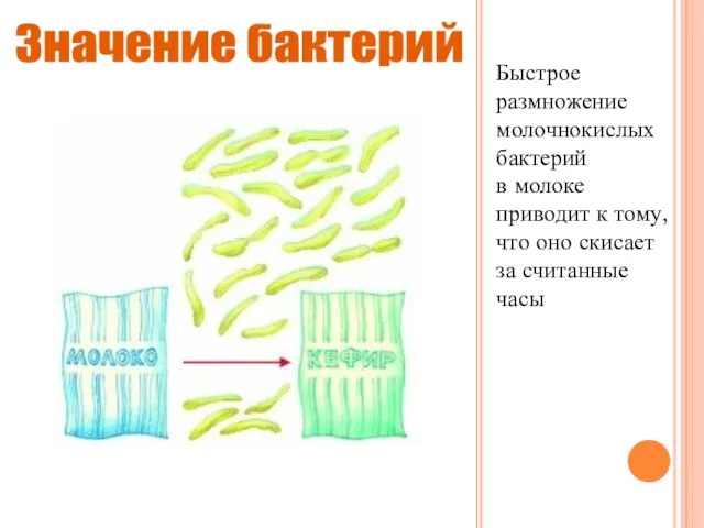 Быстрое размножение молочнокислых бактерий в молоке приводит к тому, что оно скисает