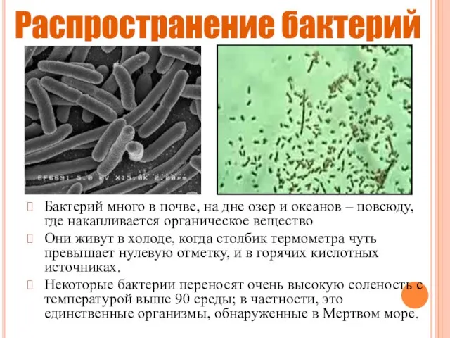 Распространение бактерий Бактерий много в почве, на дне озер и океанов –