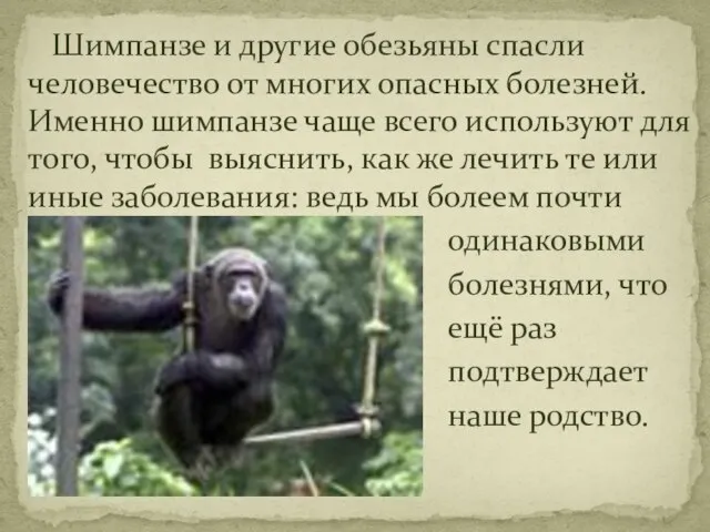 Шимпанзе и другие обезьяны спасли человечество от многих опасных болезней. Именно шимпанзе