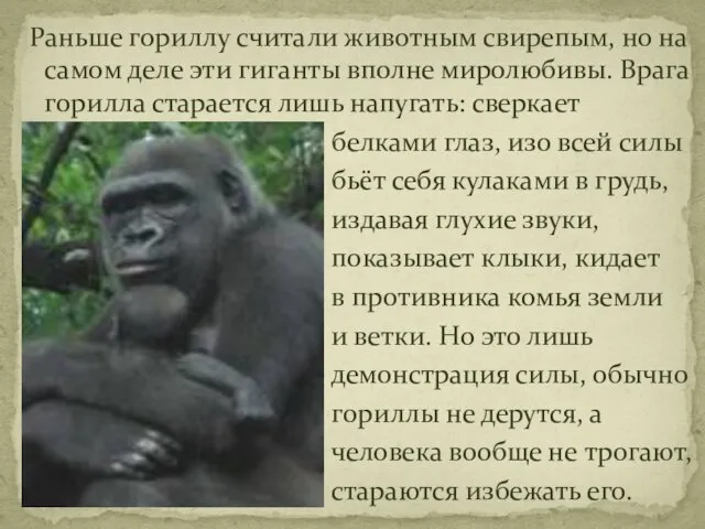 Раньше гориллу считали животным свирепым, но на самом деле эти гиганты вполне