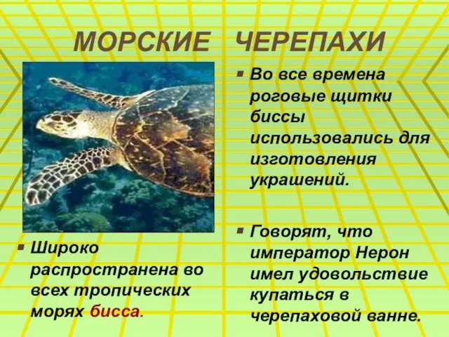 МОРСКИЕ ЧЕРЕПАХИ Широко распространена во всех тропических морях бисса. Во все времена