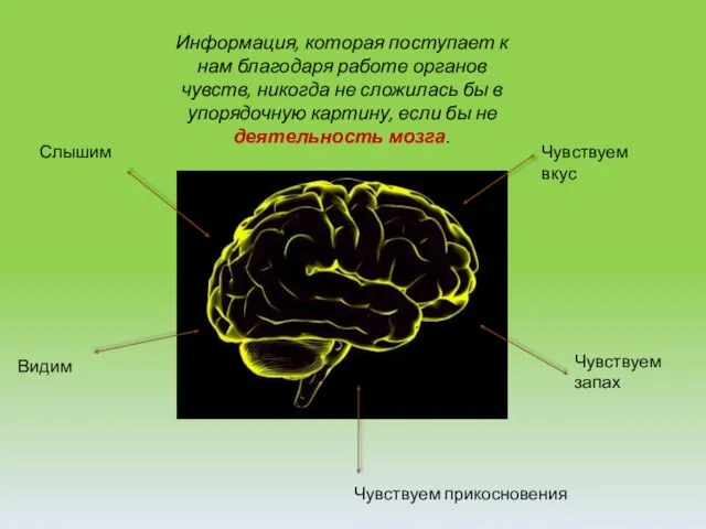 Информация, которая поступает к нам благодаря работе органов чувств, никогда не сложилась