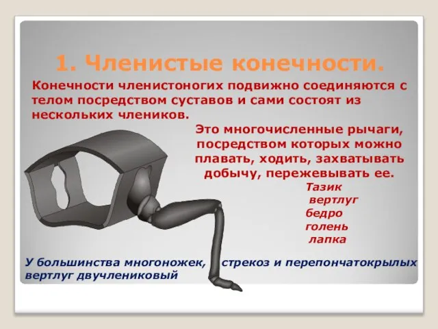 1. Членистые конечности. Конечности членистоногих подвижно соединяются с телом посредством суставов и