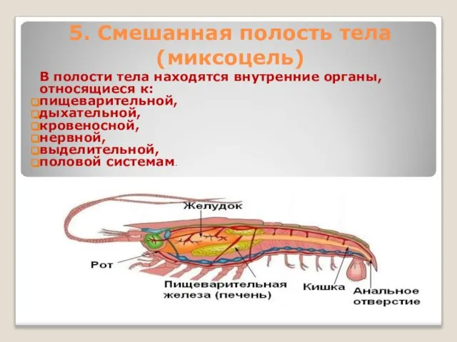 5. Смешанная полость тела (миксоцель) В полости тела находятся внутренние органы, относящиеся