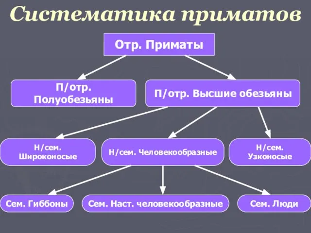 Систематика приматов Отр. Приматы П/отр. Полуобезьяны П/отр. Высшие обезьяны Н/сем. Широконосые Сем.