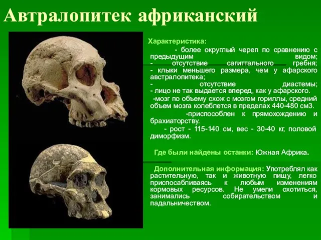 Автралопитек африканский Характеристика: - более округлый череп по сравнению с предыдущим видом;