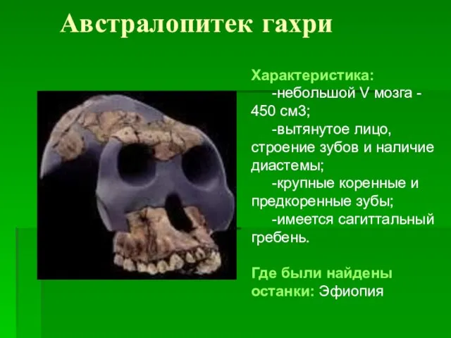 Австралопитек гахри Характеристика: -небольшой V мозга - 450 см3; -вытянутое лицо, строение