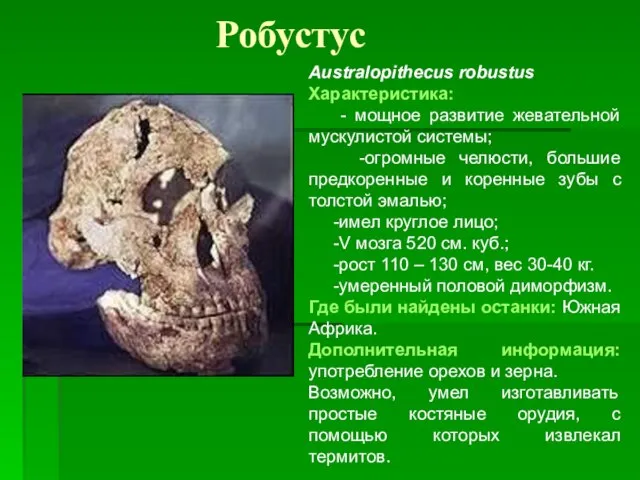 Робустус Australopithecus robustus Характеристика: - мощное развитие жевательной мускулистой системы; -огромные челюсти,