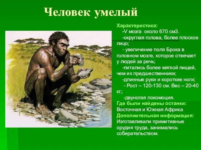 Человек умелый Характеристика: -V мозга около 670 см3. -округлая голова, более плоское