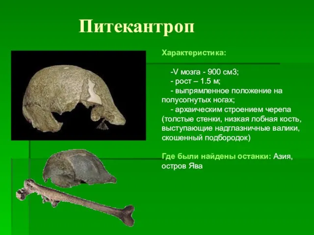 Питекантроп Характеристика: -V мозга - 900 см3; - рост – 1.5 м;