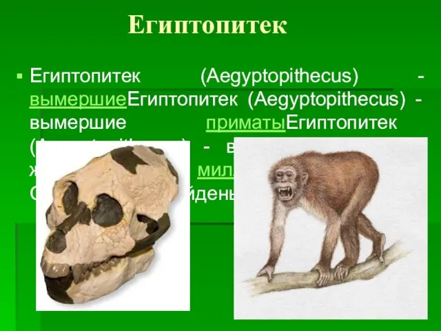 Египтопитек Египтопитек (Aegyptopithecus) - вымершиеЕгиптопитек (Aegyptopithecus) - вымершие приматыЕгиптопитек (Aegyptopithecus) - вымершие