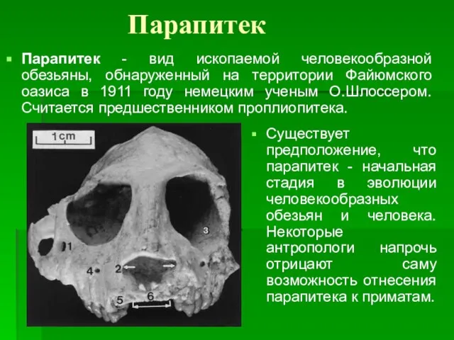 Парапитек Парапитек - вид ископаемой человекообразной обезьяны, обнаруженный на территории Файюмского оазиса