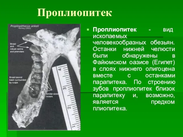 Проплиопитек Проплиопитек - вид ископаемых человекообразных обезьян. Останки нижней челюсти были обнаружены