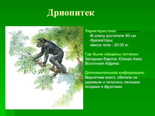 Дриопитек Характеристика: -В длину достигали 60 см; -брахиаторы; -масса тела - 20-35