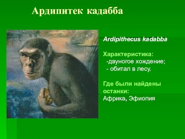 Ардипитек кадабба Ardipithecus kadabba Характеристика: -двуногое хождение; - обитал в лесу. Где