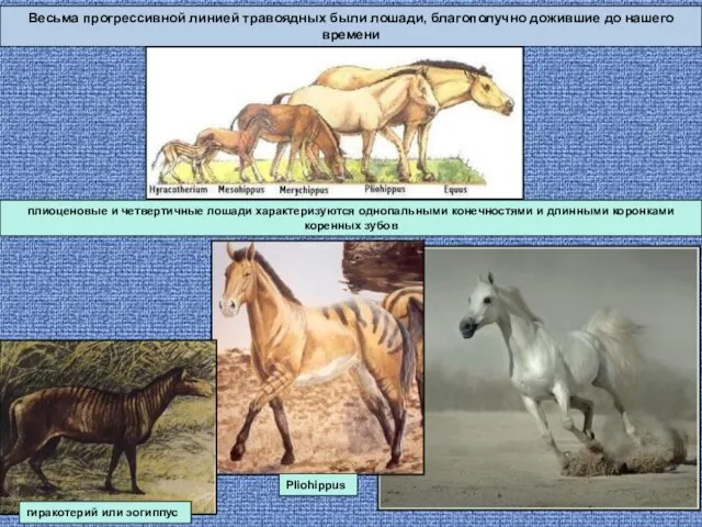 Весьма прогрессивной линией травоядных были лошади, благополучно дожившие до нашего времени плиоценовые