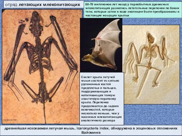 отряд летающих млекопитающих древнейшая ископаемая летучая мышь, Icaronycteris index, обнаружена в эоценовых