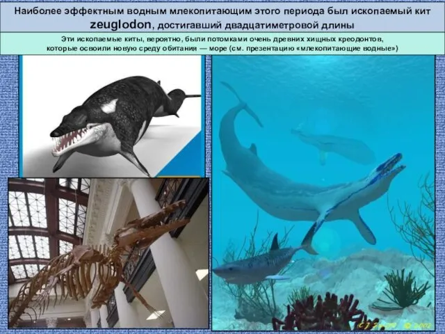 Наиболее эффектным водным млекопитающим этого периода был ископаемый кит zeuglodon, достигавший двадцатиметровой