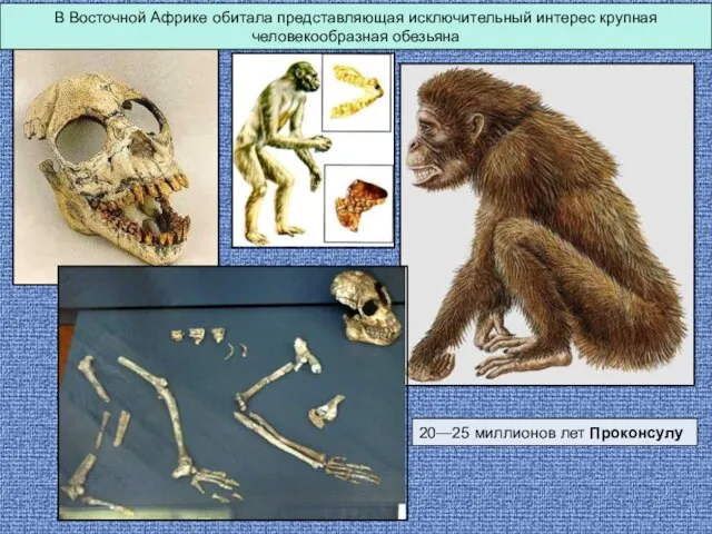 В Восточной Африке обитала представляющая исключительный интерес крупная человекообразная обезьяна 20—25 миллионов лет Проконсулу